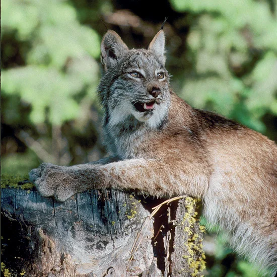 Nowhere in nature are predator-prey destinies more intertwined than furry lynx and snowshoe hares, which closely resemble one another in dense pelage and broad, spreading hairy paws, able to support both species in snow. When hare numbers rise, lynx…