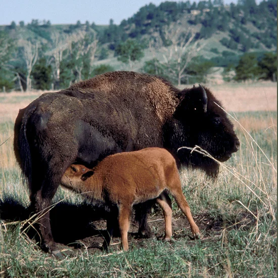 Massive American bison or buffalo once formed the largest mass of animals ever to roam the earth—an estimated 60 million of them, bearded bulls with high humped shoulders and short, sharp upcurved horns standing six feet (2 m) at the shoulder, weigh…