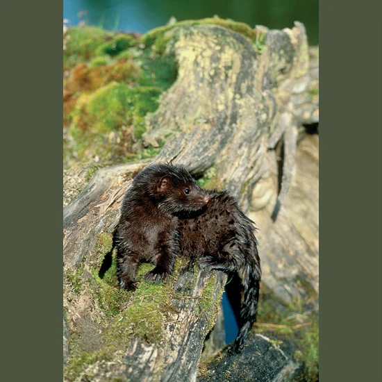 Minks’ high-energy, nervous dispositions are such they appear always on the verge either of departing at top speed or pouncing on some luckless victim. Voracious killers, they eat everything they kill and kill almost anything up to and including (so…