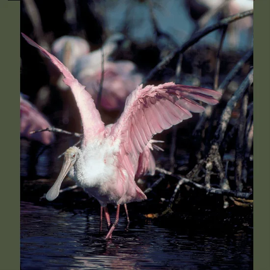 Sunset-plumaged roseate spoonbills are named for uniquely spatulate bills that they swing back and forth to snap up fish, crustaceans and large insects in mangrove marshes and lagoons. They’re equally useful for males seeking to attract mates by cla…