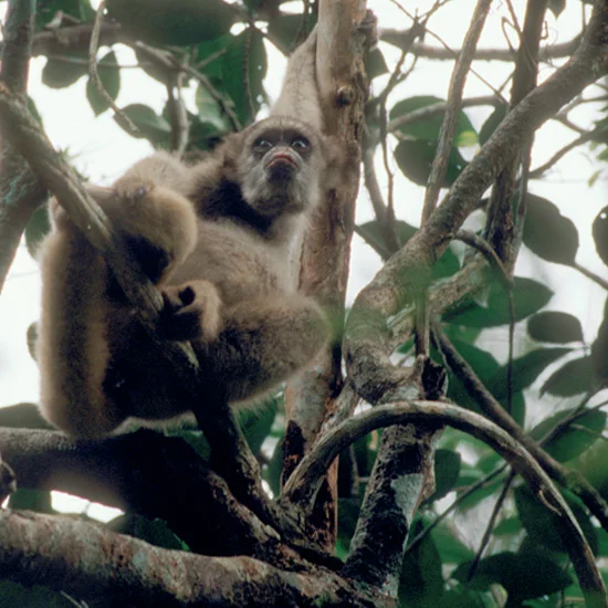 Woolly spider monkeys, or muriquis, are largest New World primates and one of the world’s rarest and most endangered. Opposable thumbs are almost absent but long, muscular tails, up to 32 inches (80 cm), almost one-and-a-half times their body length…