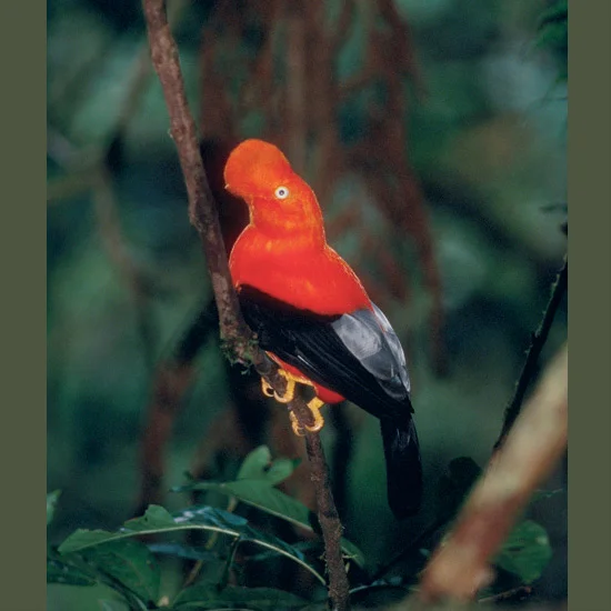 Cock-of-the-rock males, heads enveloped in scarlet-orange plumage covering all but their eyes, give a show for females on a communal courtship lek where a dozen or more gather in deep mountainous forest and serially perform. One dances, tossing his …
