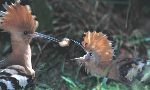 Hoopoe