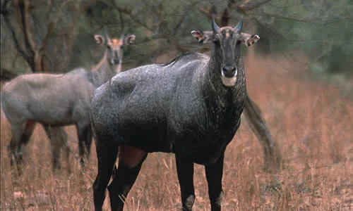 Nilgai