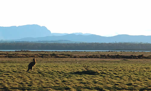 Eastern Gray Kangaroo