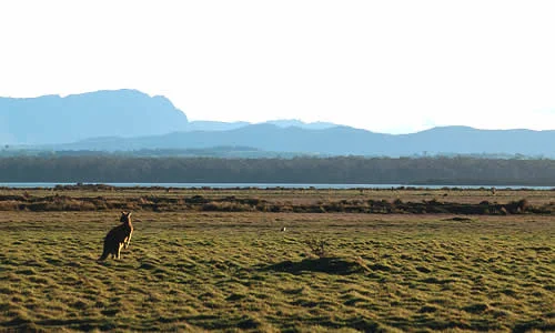 Eastern Gray Kangaroo