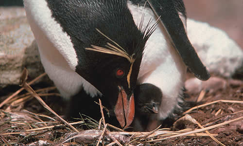 Rockhopper Penguin