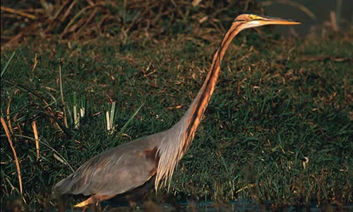 Purple Heron