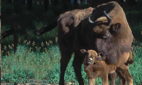 American Bison