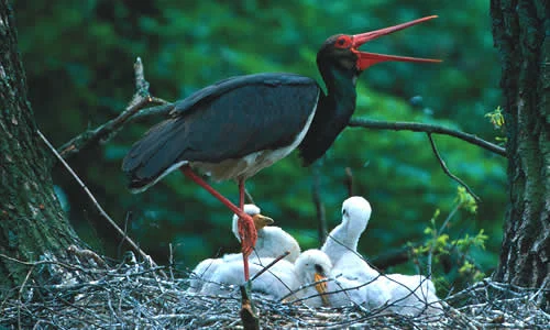 Black Stork