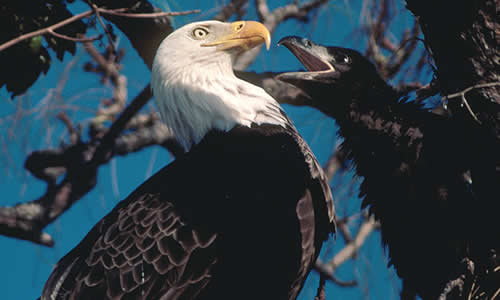 Bald Eagle