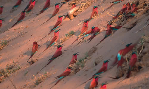 Carmine Bee-eater