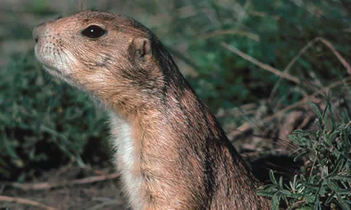 Prairie dog