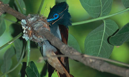 Paradise Fly-catcher