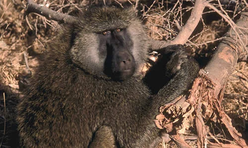 Baboon