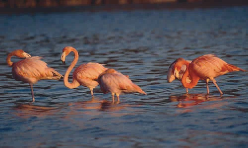 Flamingo