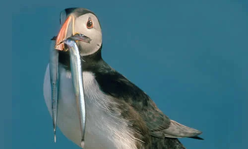 Puffin
