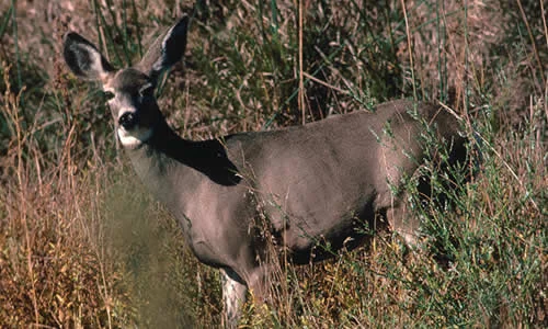 Mule Deer