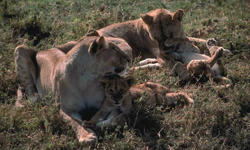 Lion