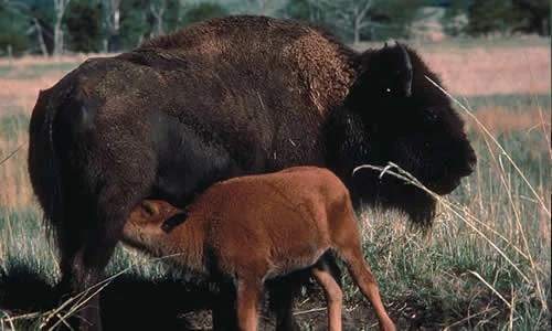 American Bison