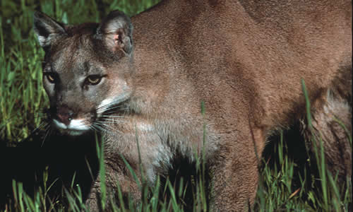 Panther Mountain Lion