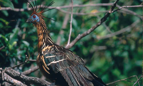 Hoatzin 