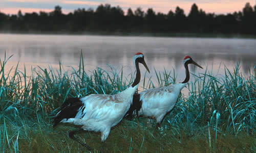 Red-crowned Crane