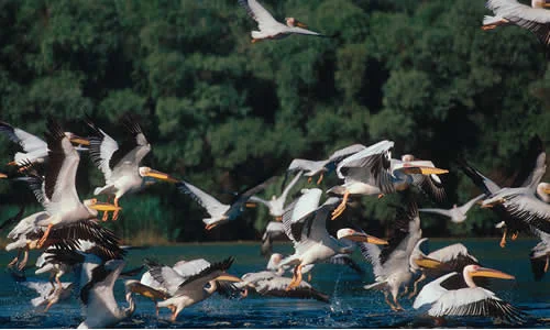 White Pelican