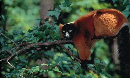 Red-ruffed Lemur