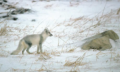 Arctic Fox