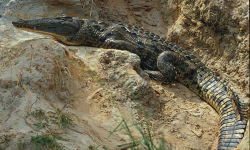 Crocodile