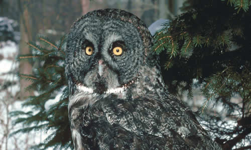 Great Gray Owl