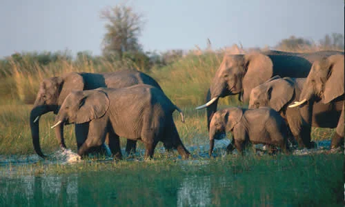 Elephant
