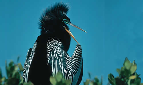 Anhinga