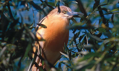 Squacco Heron