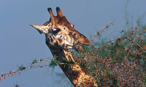 Giraffe