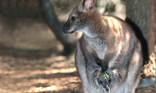 Tammar Wallaby