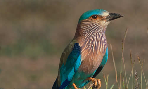 Indian Roller