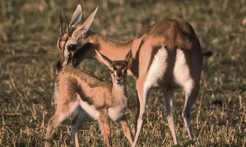 Thomson’s Gazelle