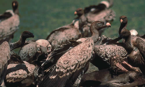 Rüppell’s Vulture