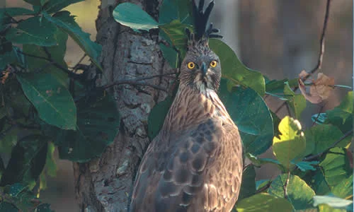 Crested Hawk-Eagle