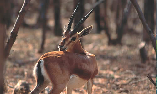 Chinkara 