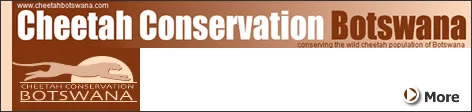 Cheetah Conservation Botswana (CCB) aims to preserve the nation’s cheetah population through scientific research, community outreach and conservation education, working with rural communities to promote coexistence with Botswana’s rich diversity of …