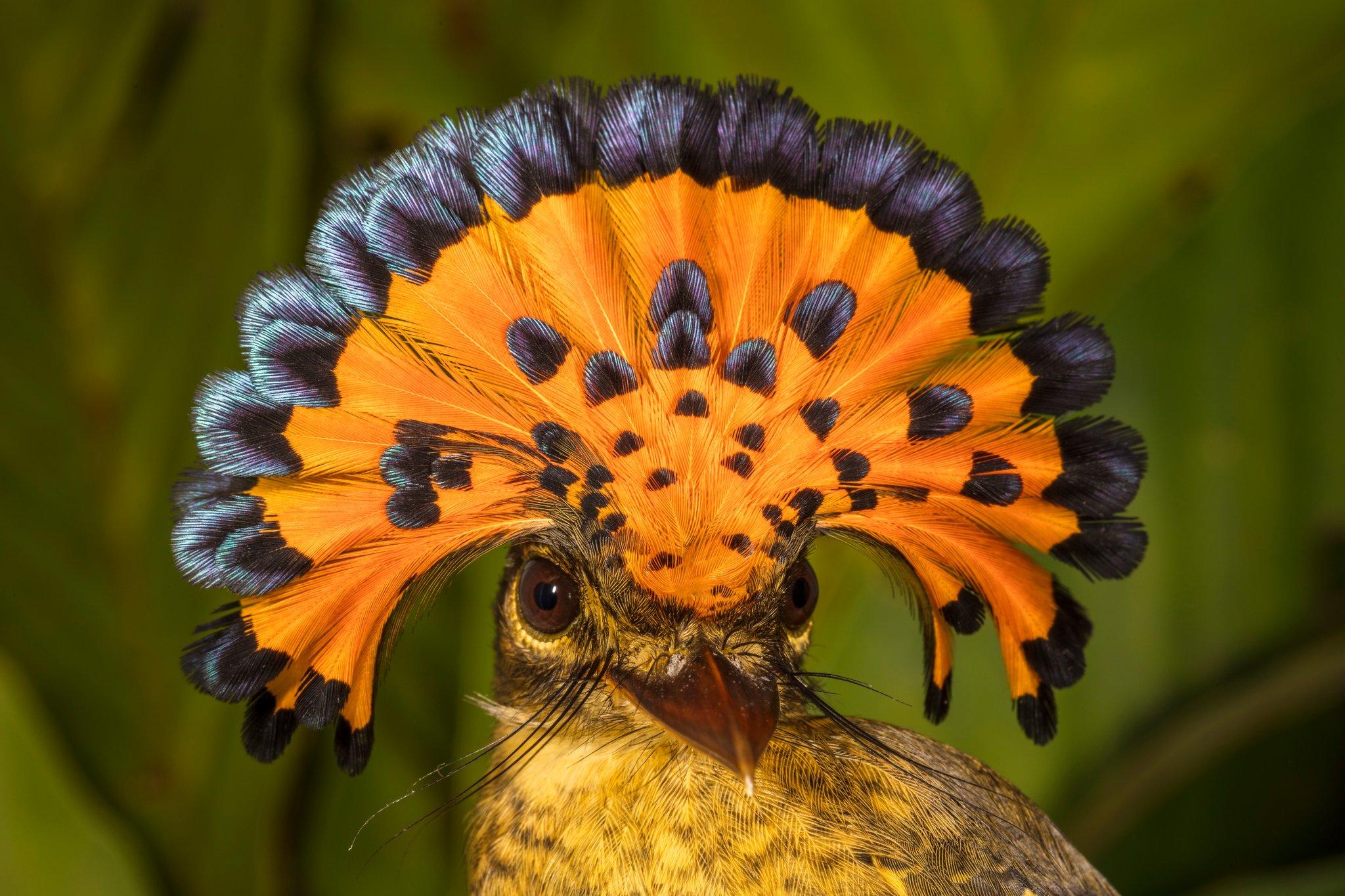 Royal flycatcher - Credit: Rob Wallace/Wildlife Conservation Society