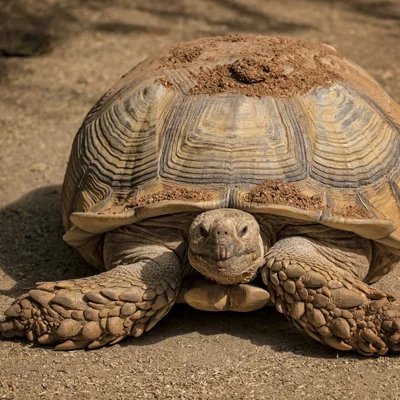 Tortoise