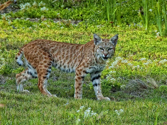 Bobcat
