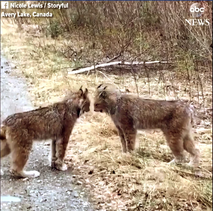 Lynx-video.jpg