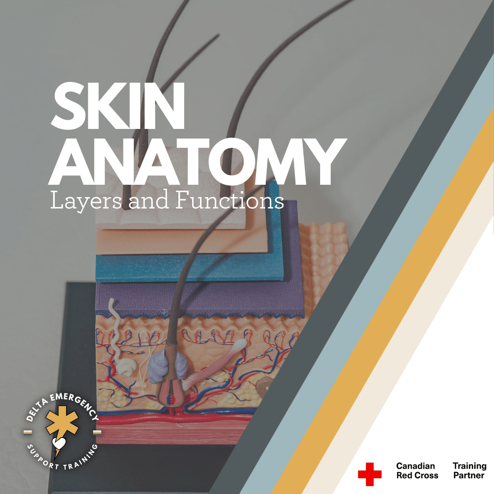 Skin Anatomy Overview for First Responders: Layers and Functions