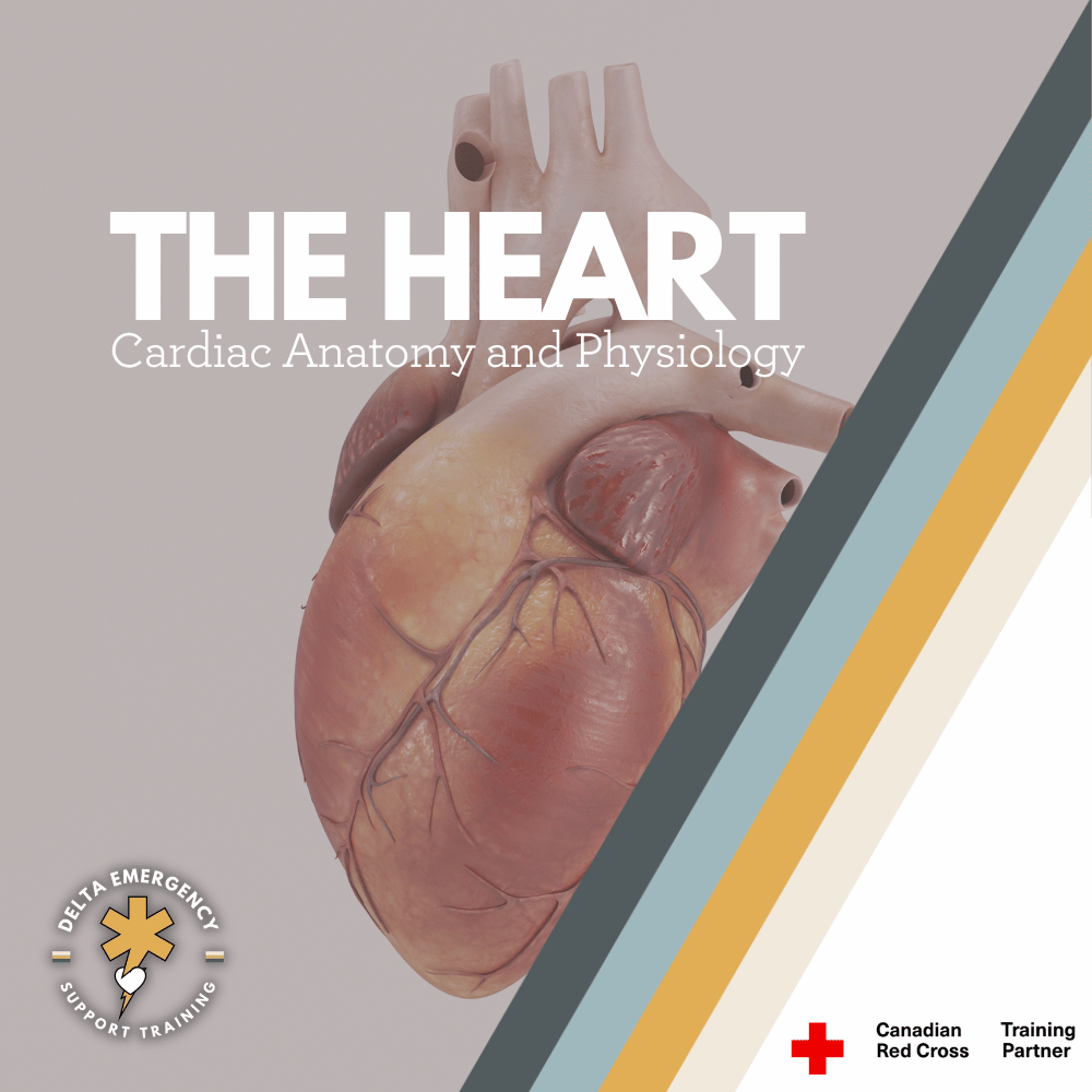 How the Heart Works: A Detailed Look at Cardiac Anatomy and Physiology