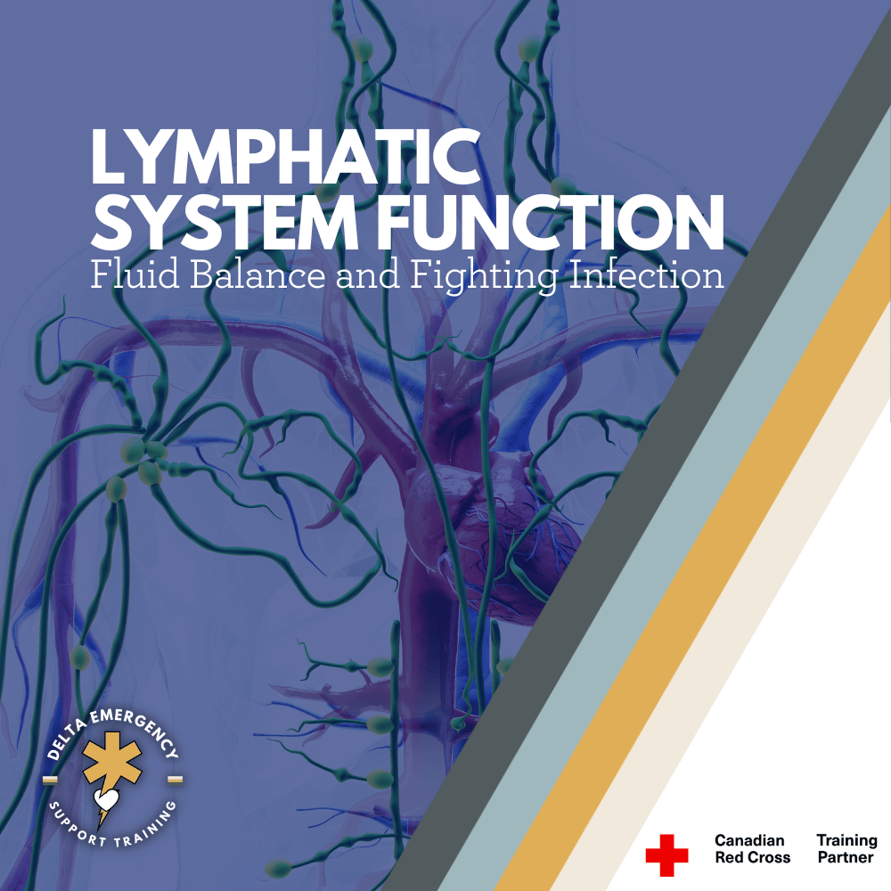 The Lymphatic System: Your Body’s Built-In Defense Network